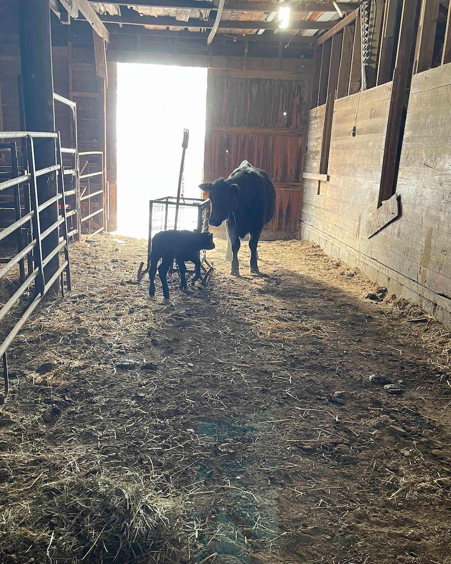 First calf of 2023 (only 149 to go!)