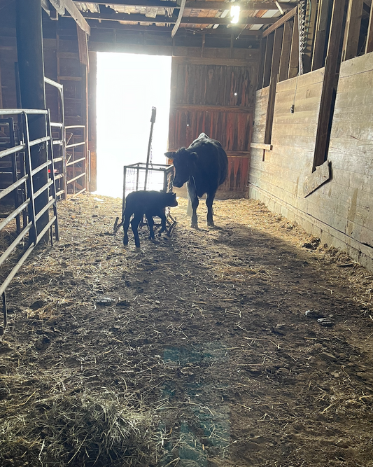 First calf of 2023 (only 149 to go!)